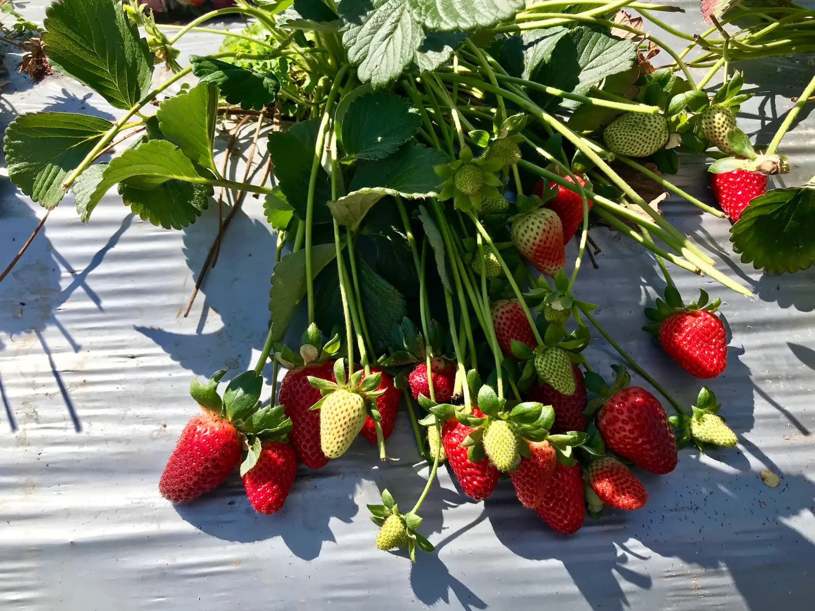 Rows of strawberry plants during picking season at a farm in Bli Bli, Queensland