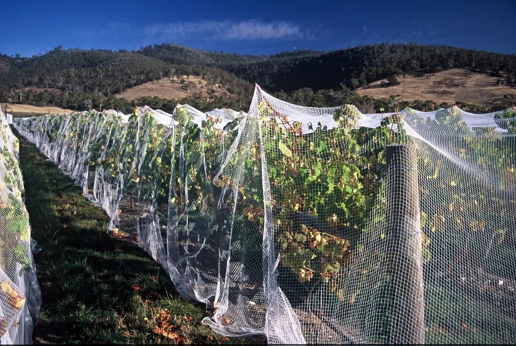 Netted rows of grapevines approaching harvest at a family vineyard at Granton in southern Tasmania