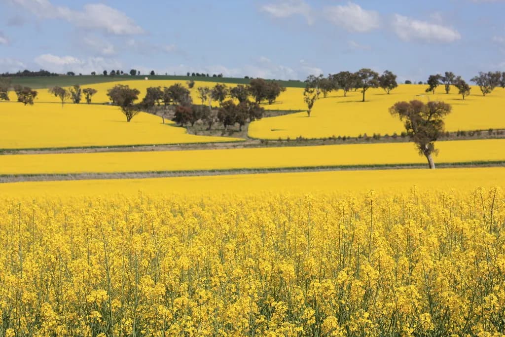 Flowering canola crop on farmland near Binalong, New South Wales