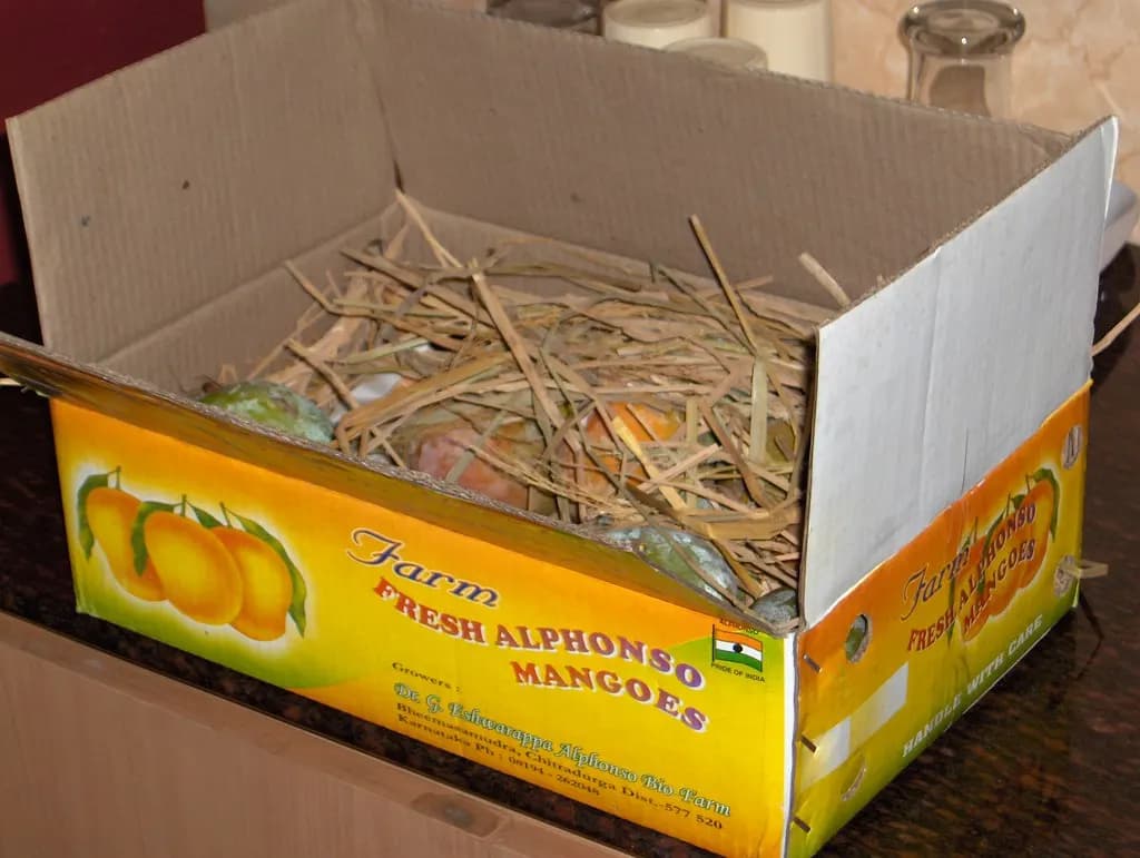 An open cardboard box of Alphonso mangoes packed in dry grass