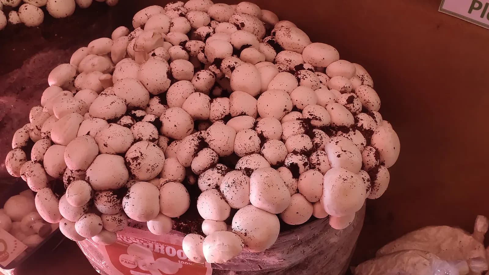A heap of freshly harvested white button mushrooms grown in Assam