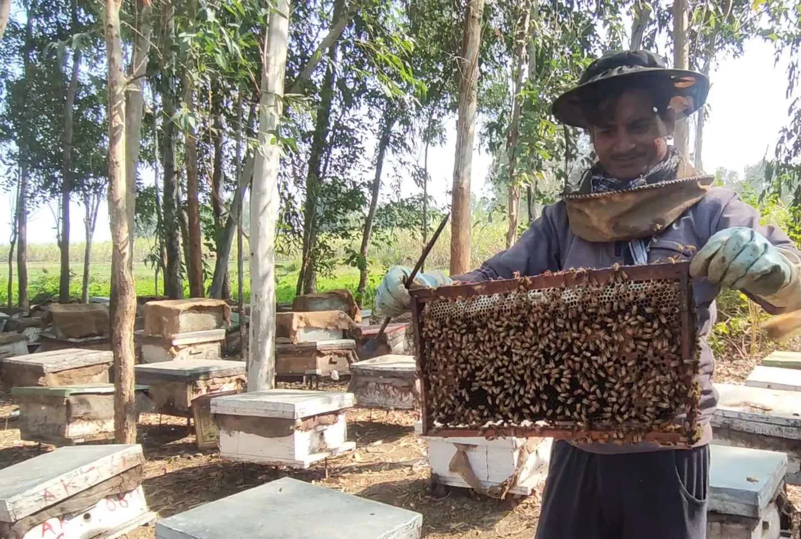 Beekeeper in a veil holding up a brood frame covered with bees in an apiary of wooden bee boxes under eucalyptus trees