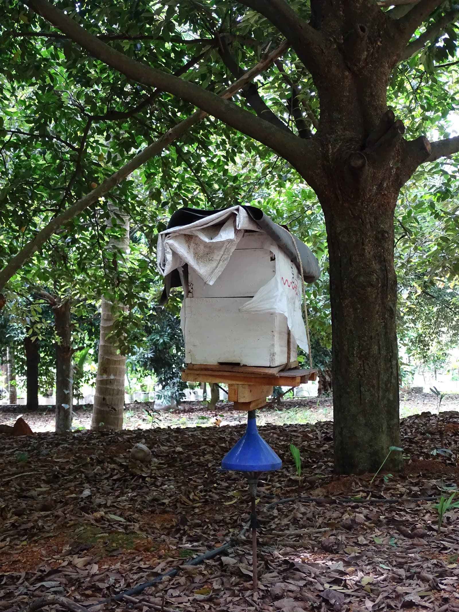 A single wooden bee box on a raised stand with an inverted blue cone ant guard under a tree in a Kerala farm