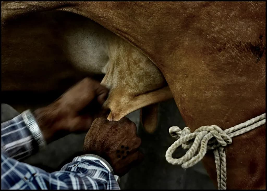 Close-up of a farmer's hands milking a brown cow by hand, with the cow's leg tied with rope