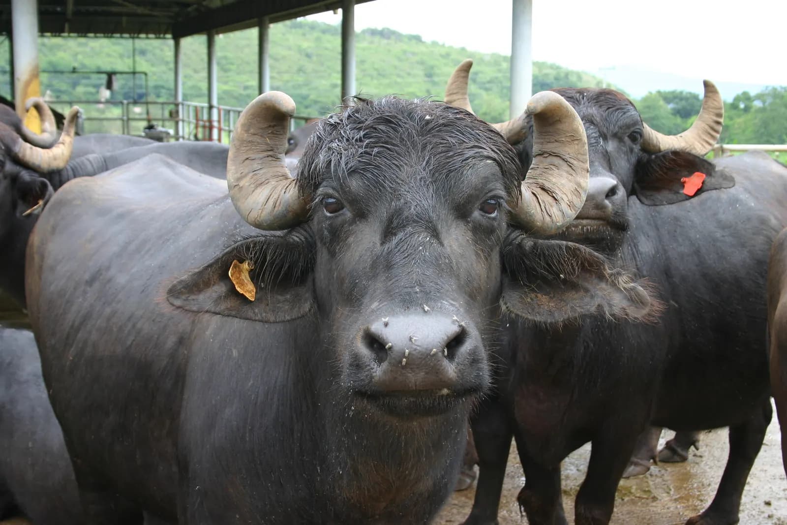 Black Murrah buffaloes with tightly curled horns standing in an open-sided dairy shed