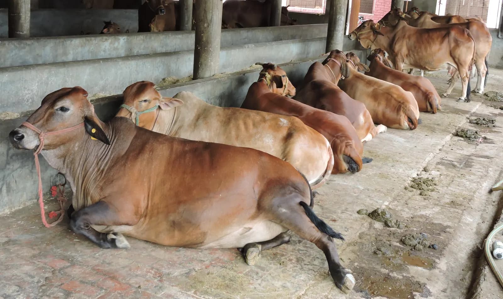 A row of reddish-brown Sahiwal cows resting in a covered concrete dairy shed in Ludhiana district, Punjab