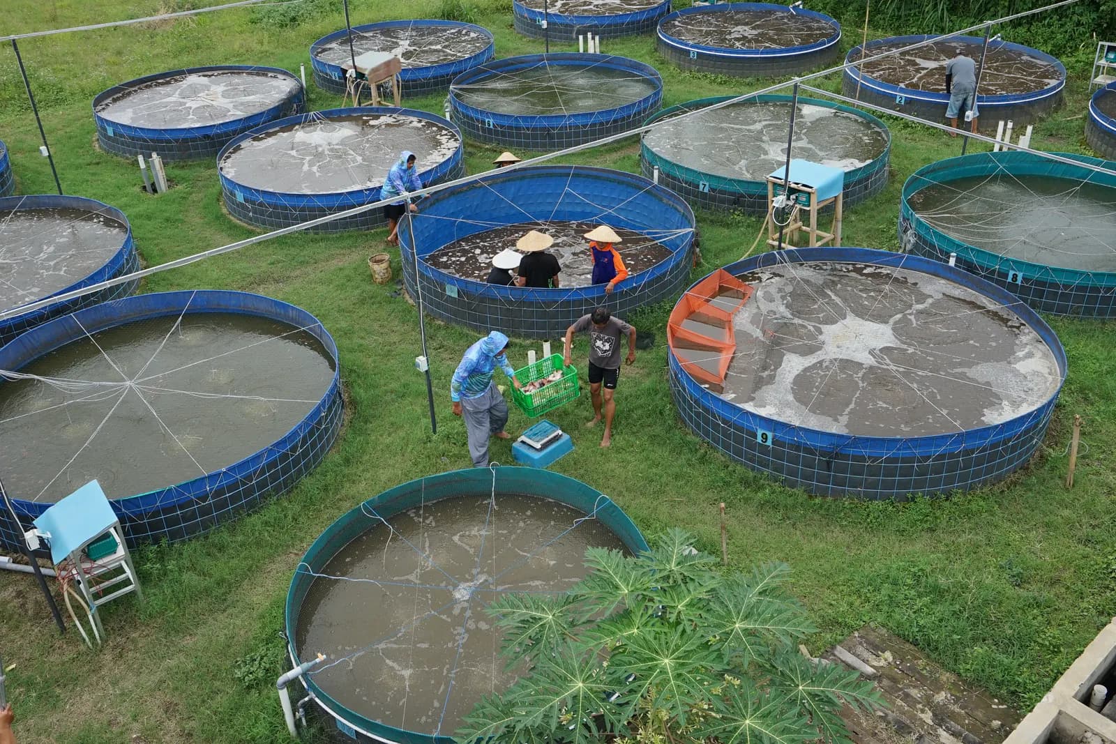 Rows of circular lined biofloc tanks with farmers harvesting tilapia