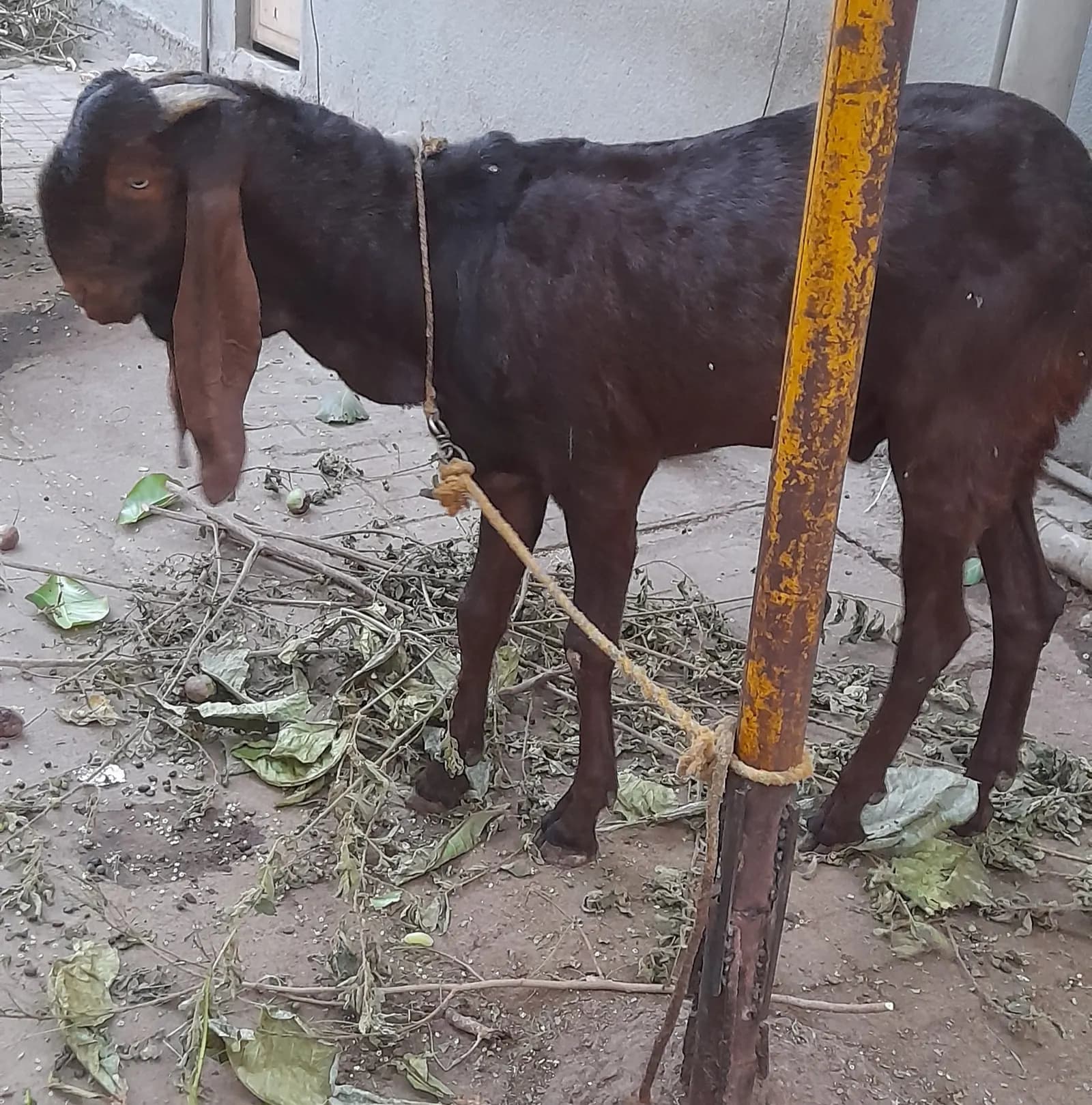 A tall brown Jamunapari goat with long drooping ears tied to a post beside freshly cut leaves in Bangalore