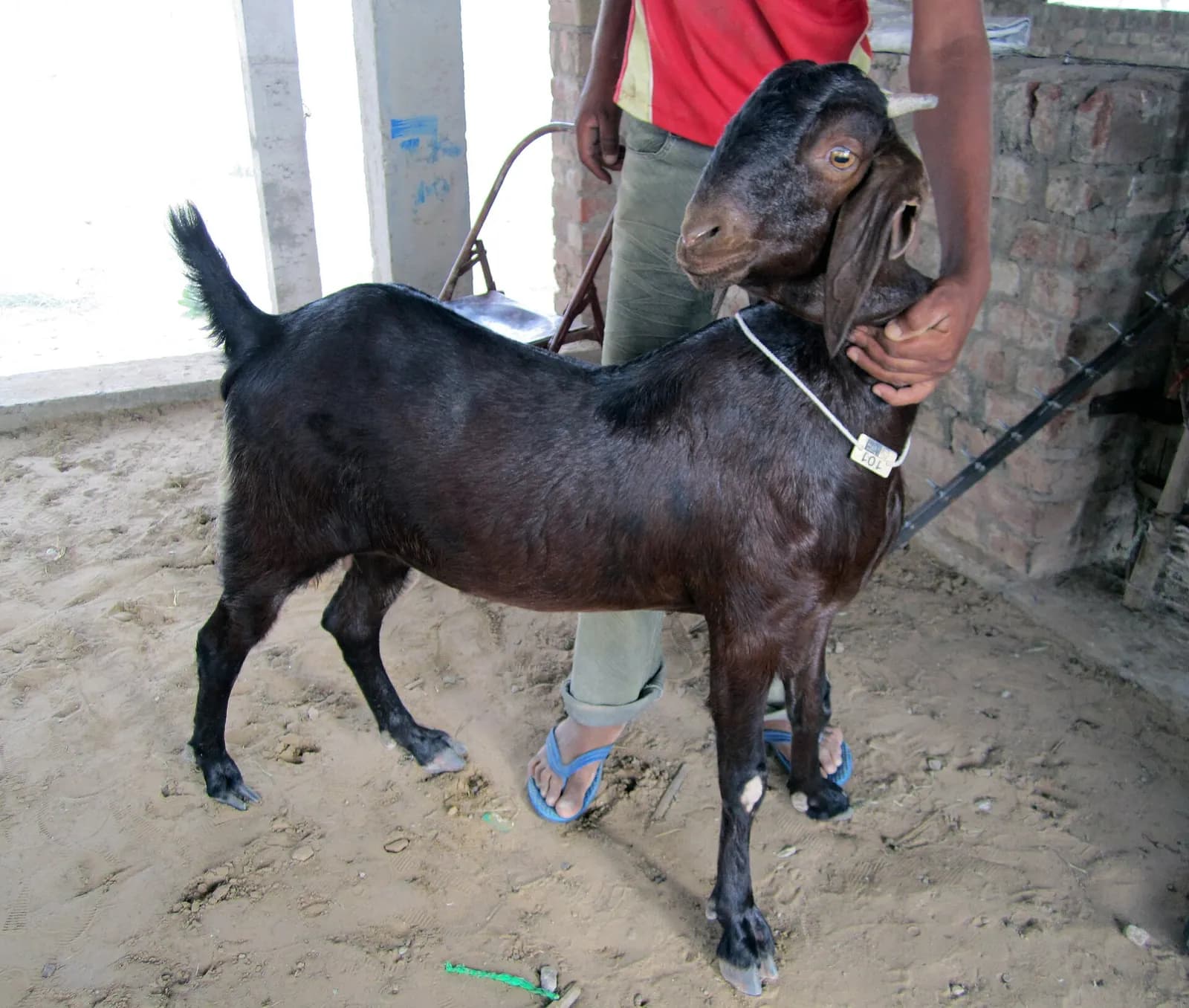 A dark brown Sirohi goat with a numbered ear tag held by its handler on a sandy farm floor