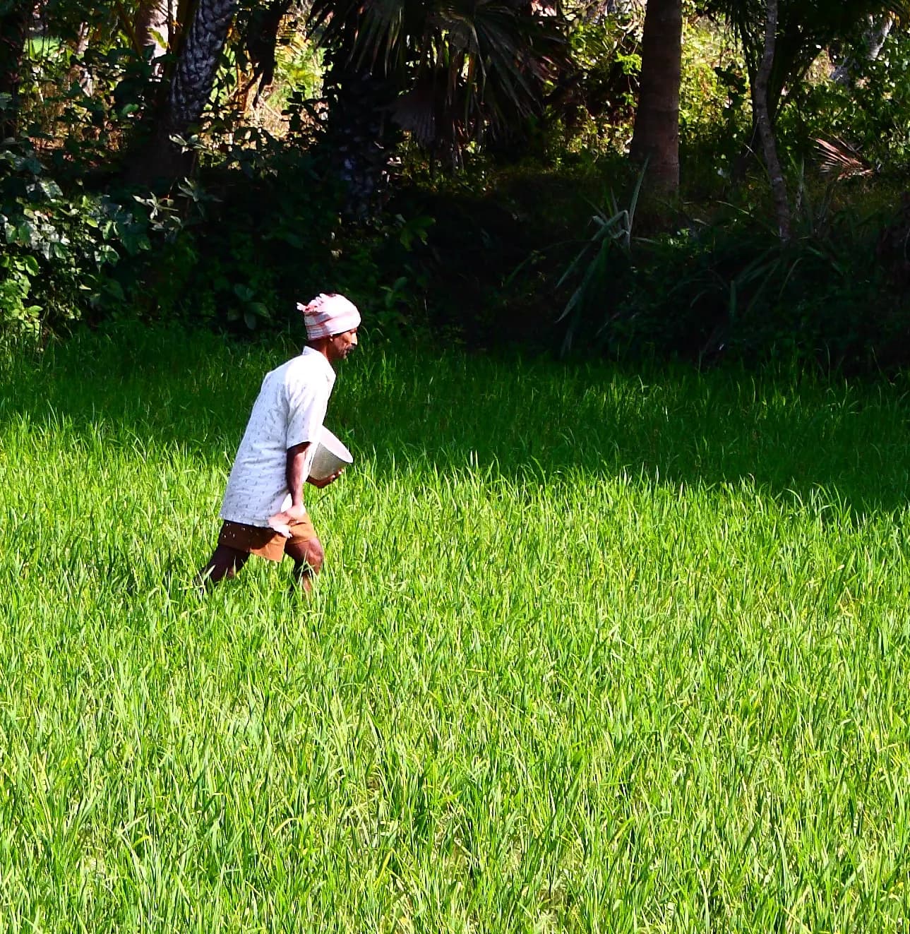 A farmer walking through a green paddy field broadcasting fertiliser by hand from a bowl