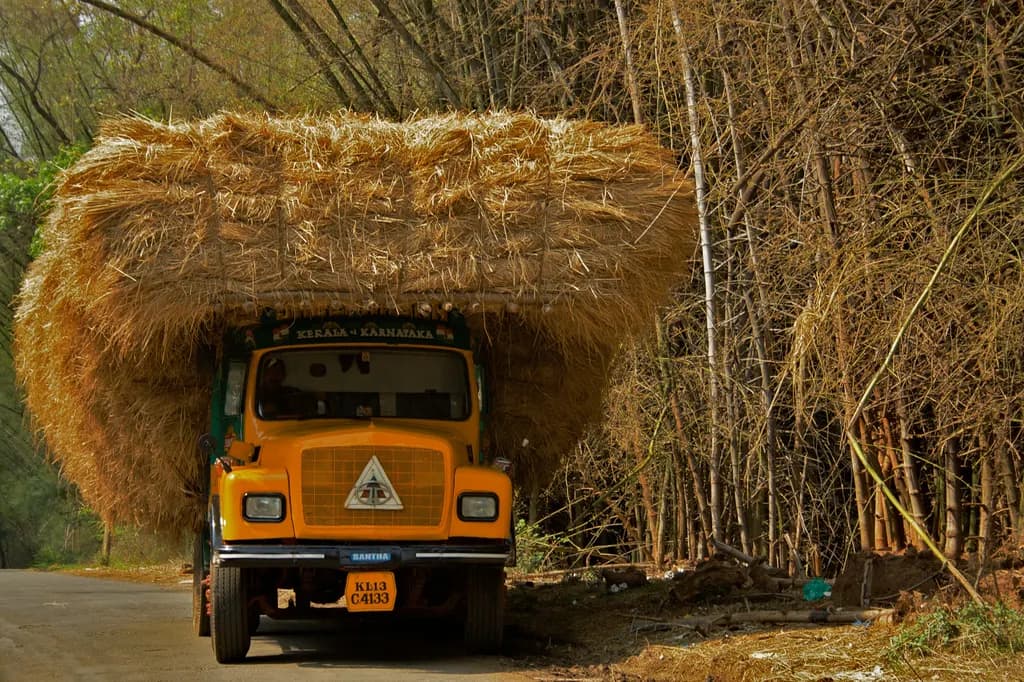 An orange truck piled high with hay on a tree-lined road in Kerala