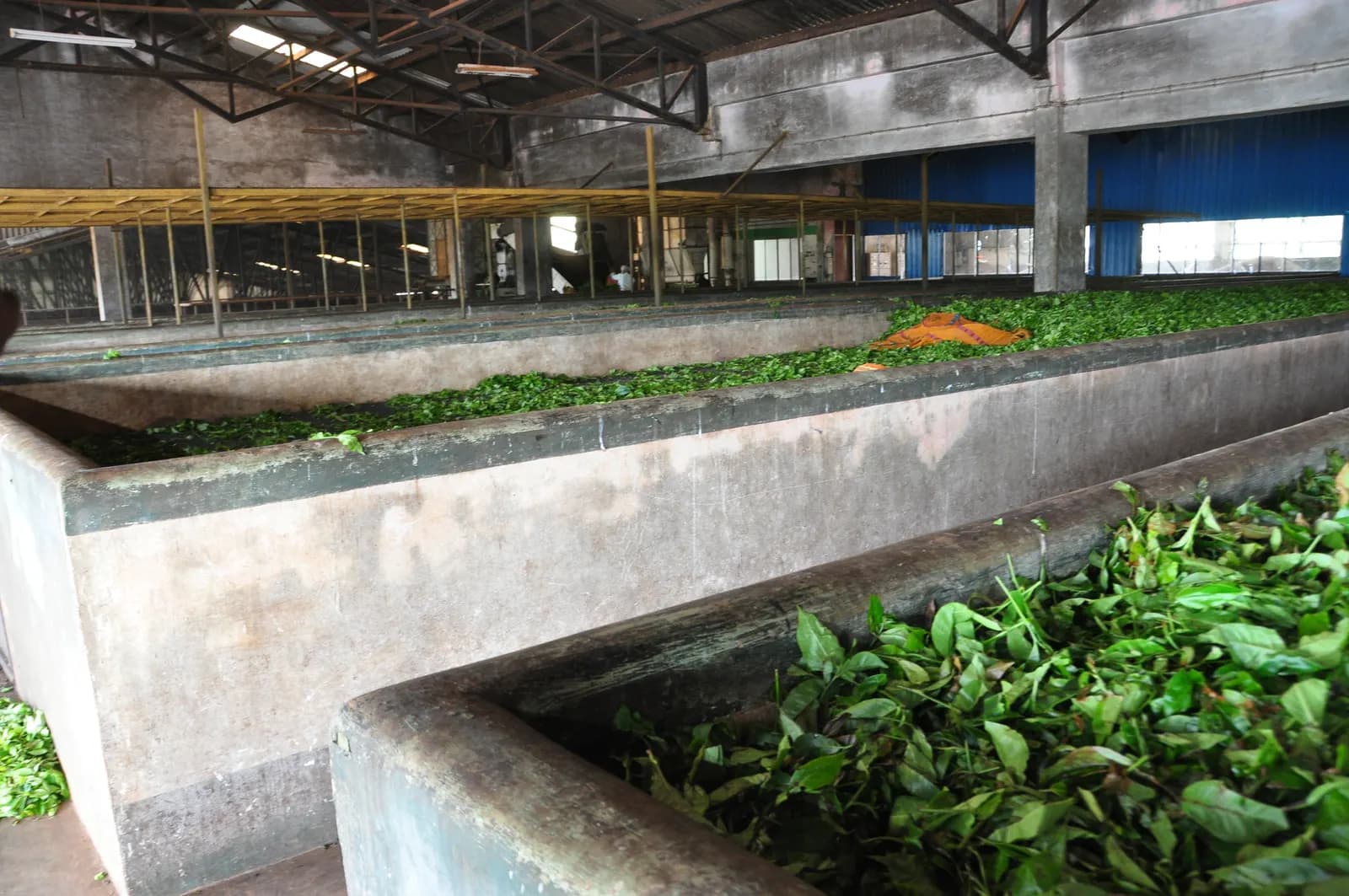 Plastic tubs filled with freshly plucked green tea leaves waiting to be weighed and processed at a tea estate