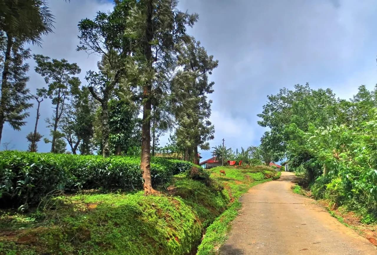 Tea bushes and a road leading to workers' quarters at a plantation in the Nelliyampathi Hills, Kerala