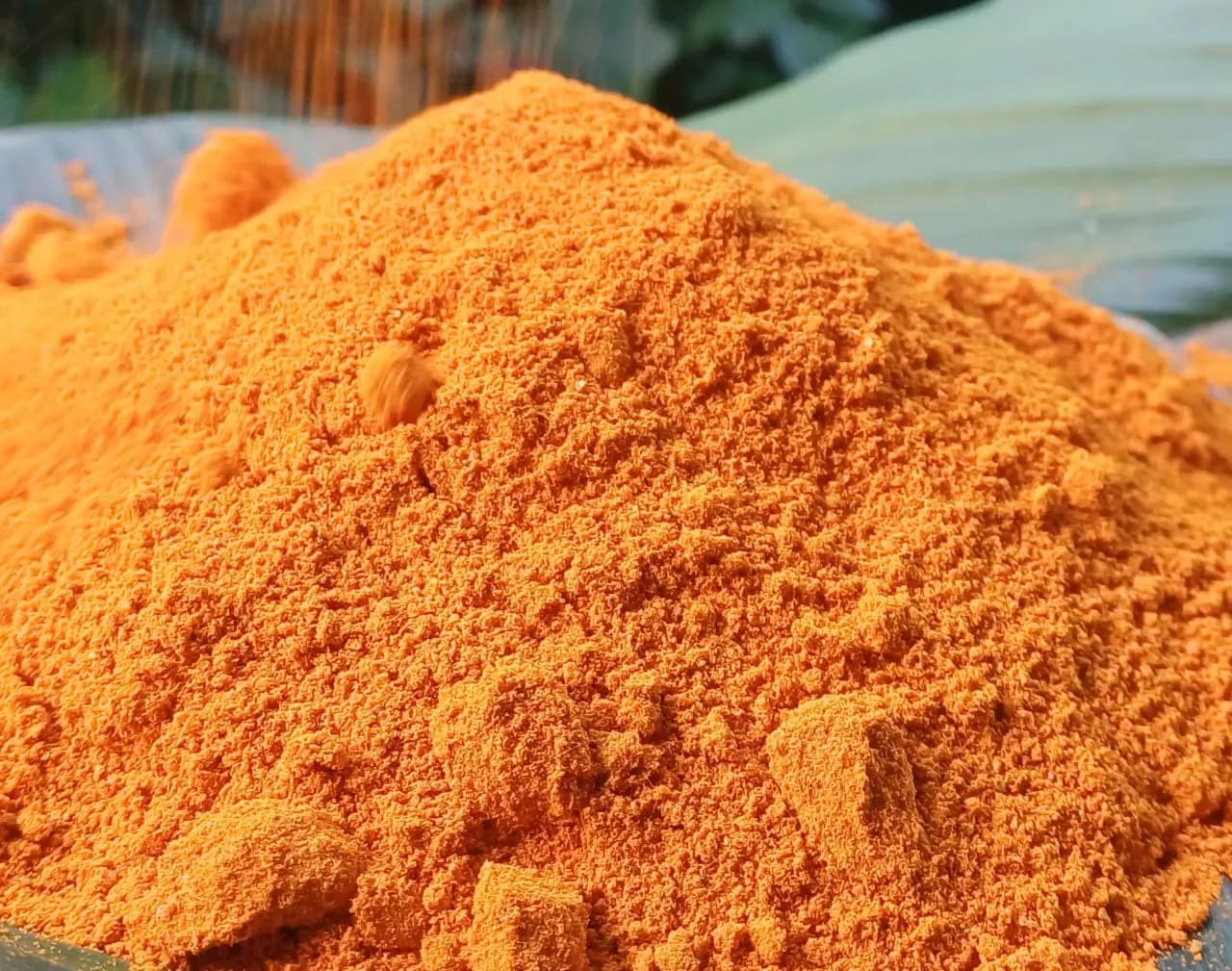 A close-up mound of bright orange-yellow Lakadong turmeric powder