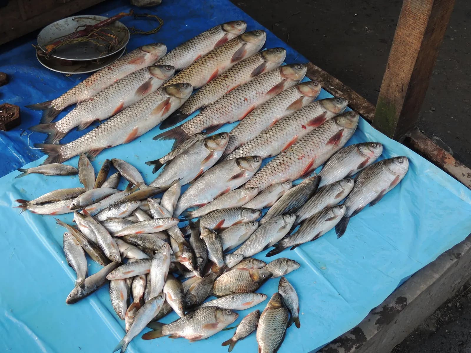 Fresh river fish laid out on a blue sheet at the market in Roing, Arunachal Pradesh