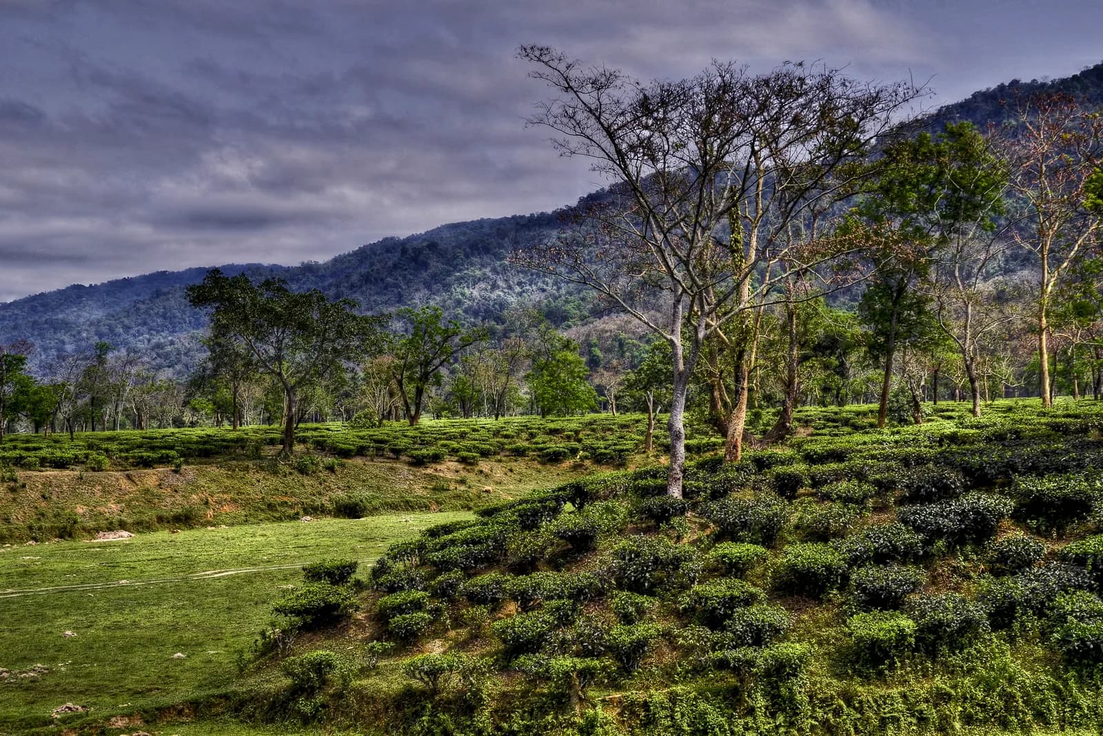 Rows of tea bushes with shade trees in an Assam tea garden