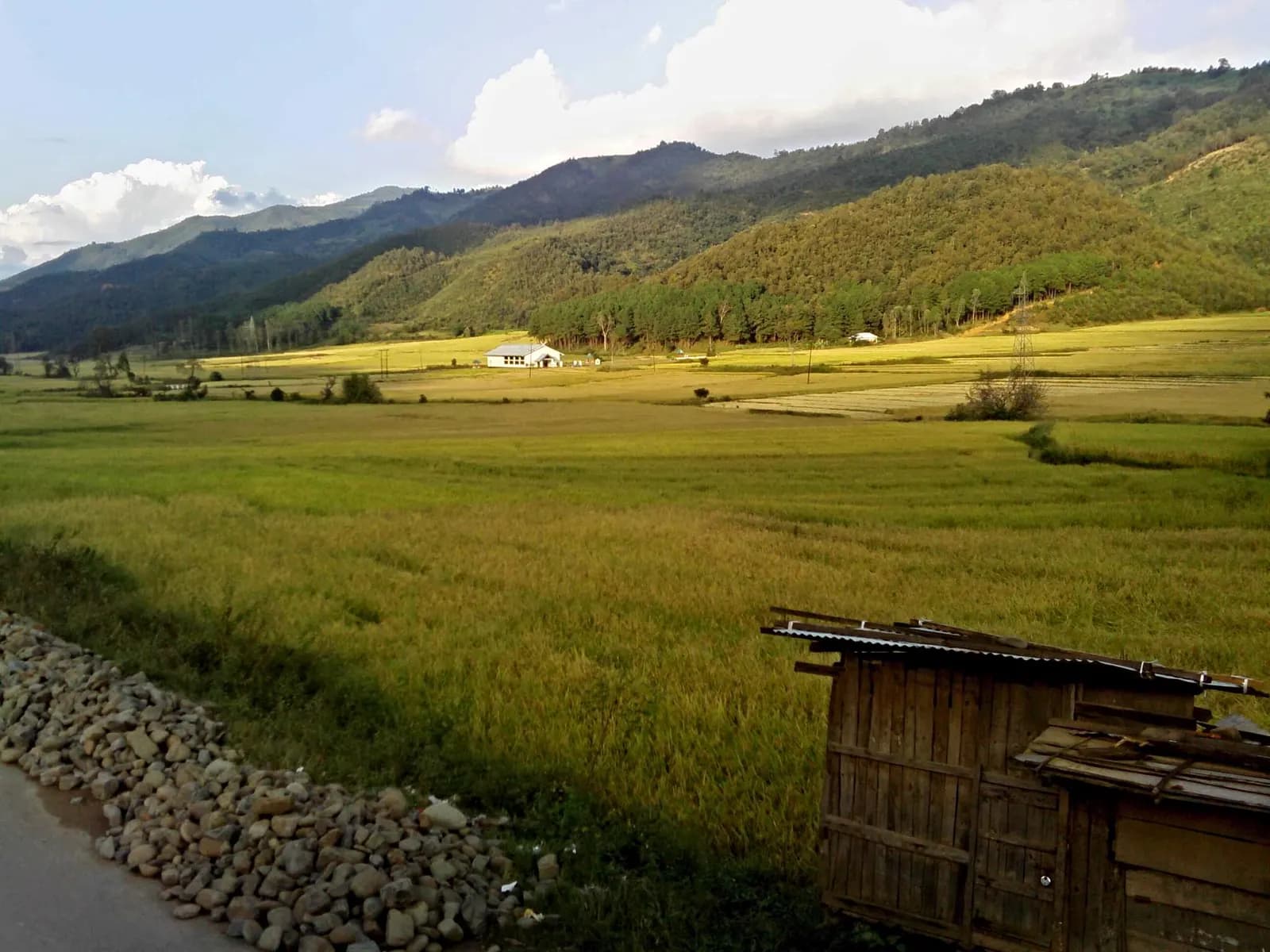 Ripening paddy fields in a Manipur valley with forested hills behind