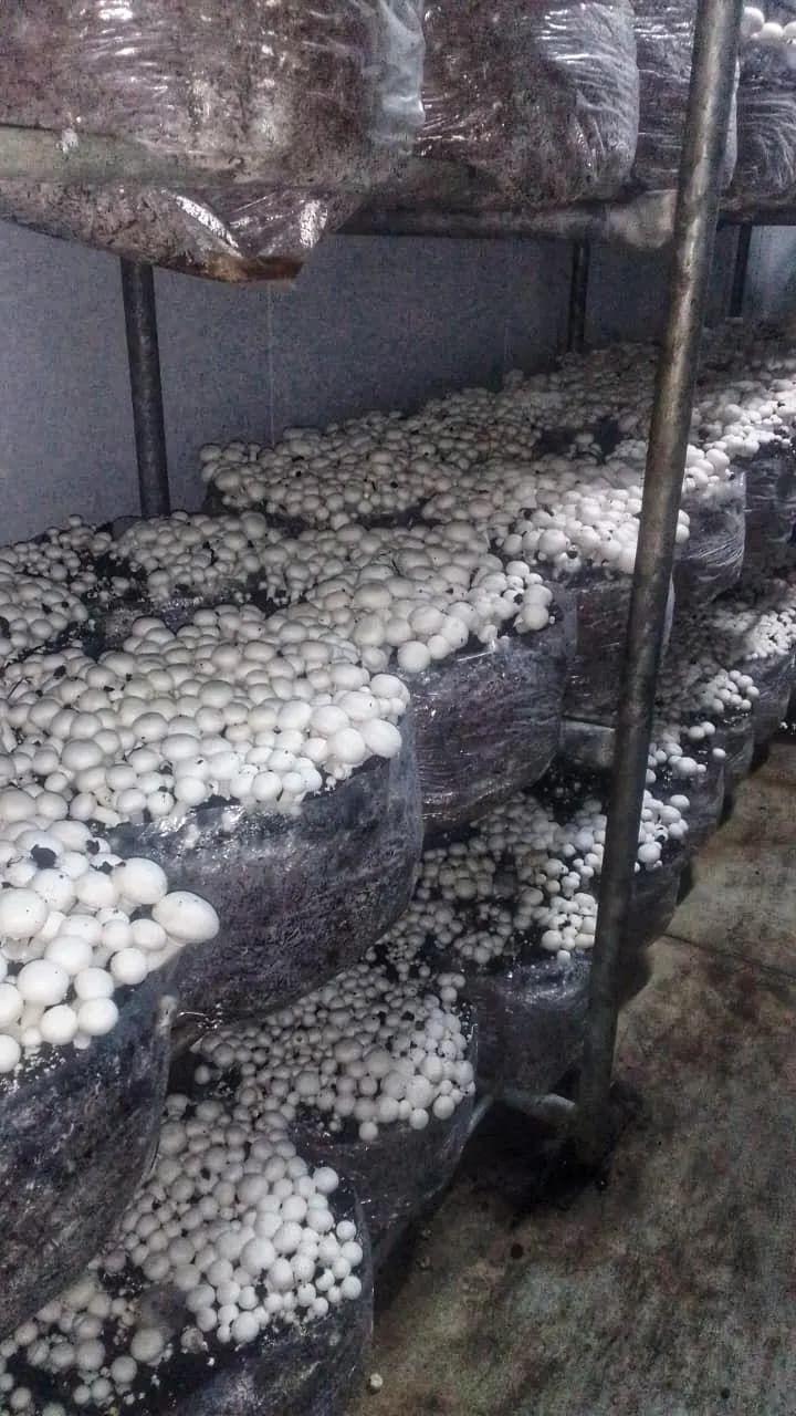 White button mushrooms maturing on compost bags stacked on metal racks inside a growing room