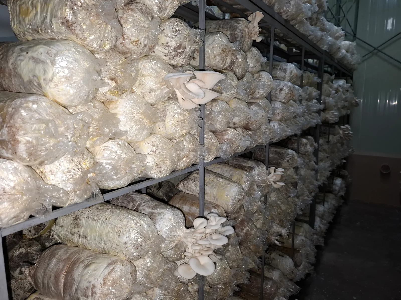 Rows of straw-filled polythene bags on steel racks with oyster mushroom clusters fruiting from the sides