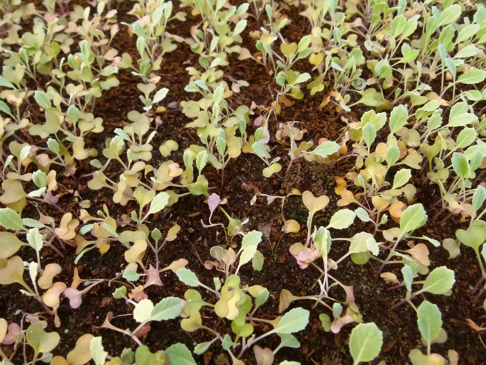 Cabbage seedlings in a nursery bed on an organic farm in Pabhoi, Assam