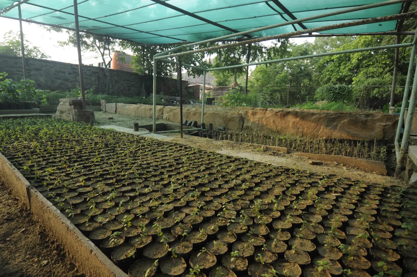 Rows of seedlings in black polybags under a green shade net in an Indian nursery