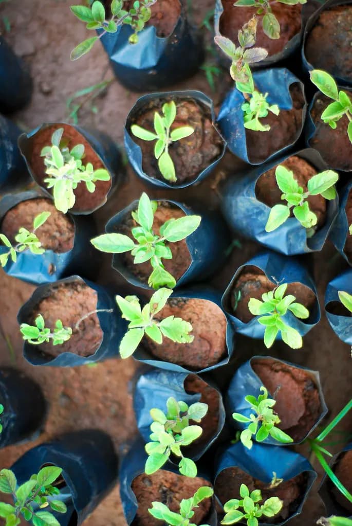 Young tulsi saplings growing in black polythene bags