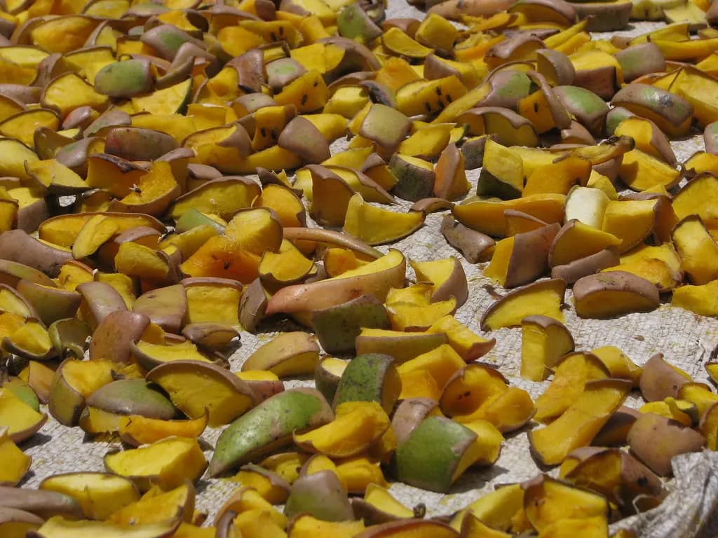 Raw mango pieces spread out on sacking to sun-dry before being made into pickle in India