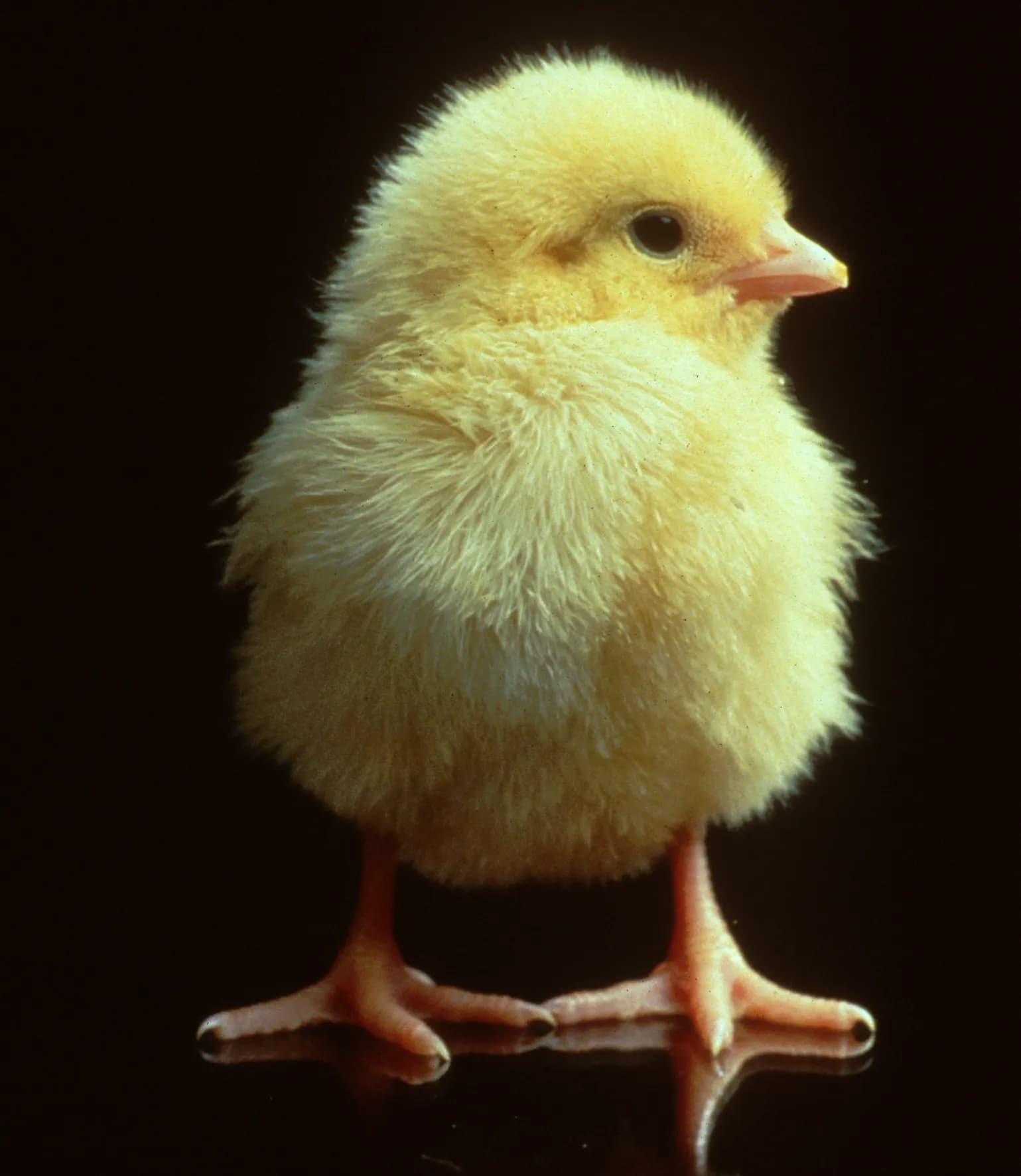 A yellow day-old chick standing against a dark background