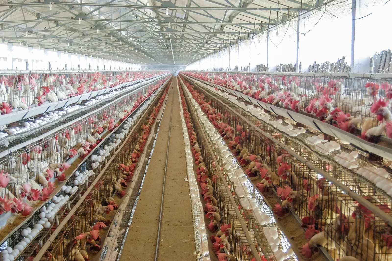 Rows of caged laying hens with eggs collected in trays along the aisle of a layer farm in Namakkal, Tamil Nadu