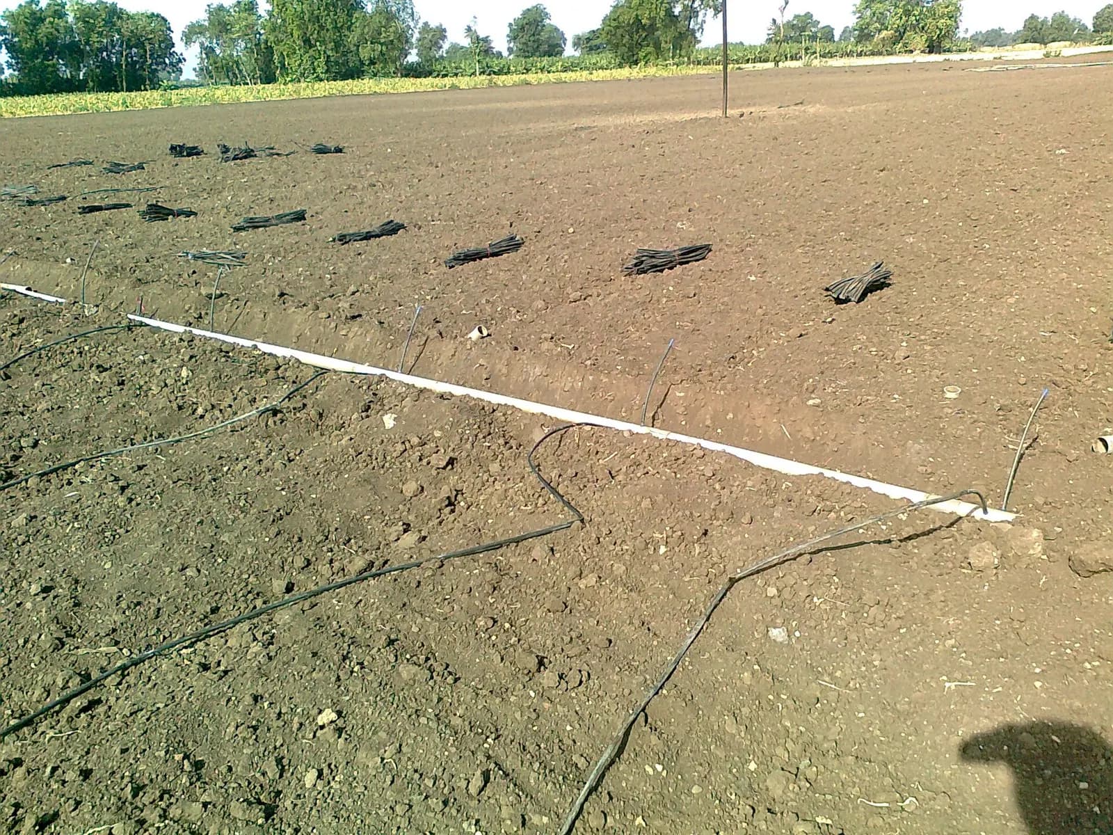 Black drip irrigation laterals being laid across a freshly prepared field