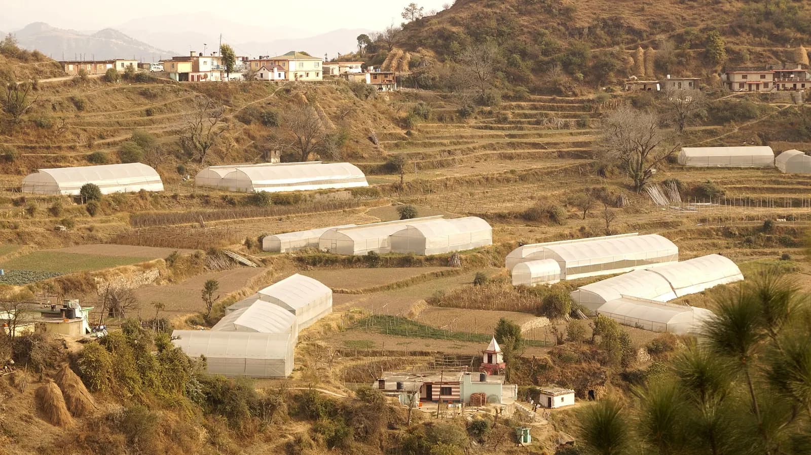 Rows of white polyhouses on terraced hill farms in Dhaar village, Solan district, Himachal Pradesh
