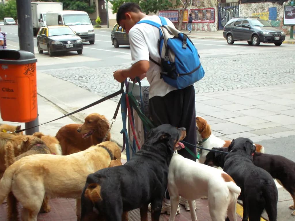 A dog walker on a pavement holding the leads of several dogs of different breeds
