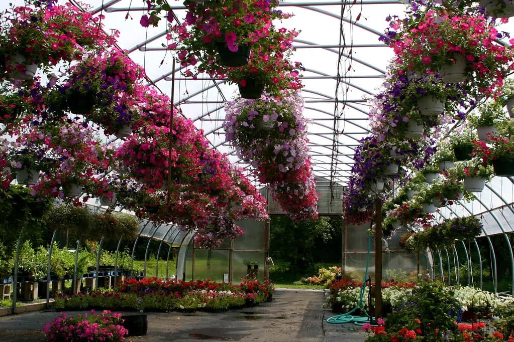 Hanging baskets of petunias filling a greenhouse at a garden center ahead of the spring season