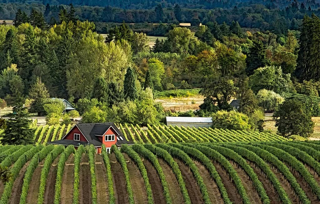 Rolling vineyards in Oregon's Willamette Valley wine country