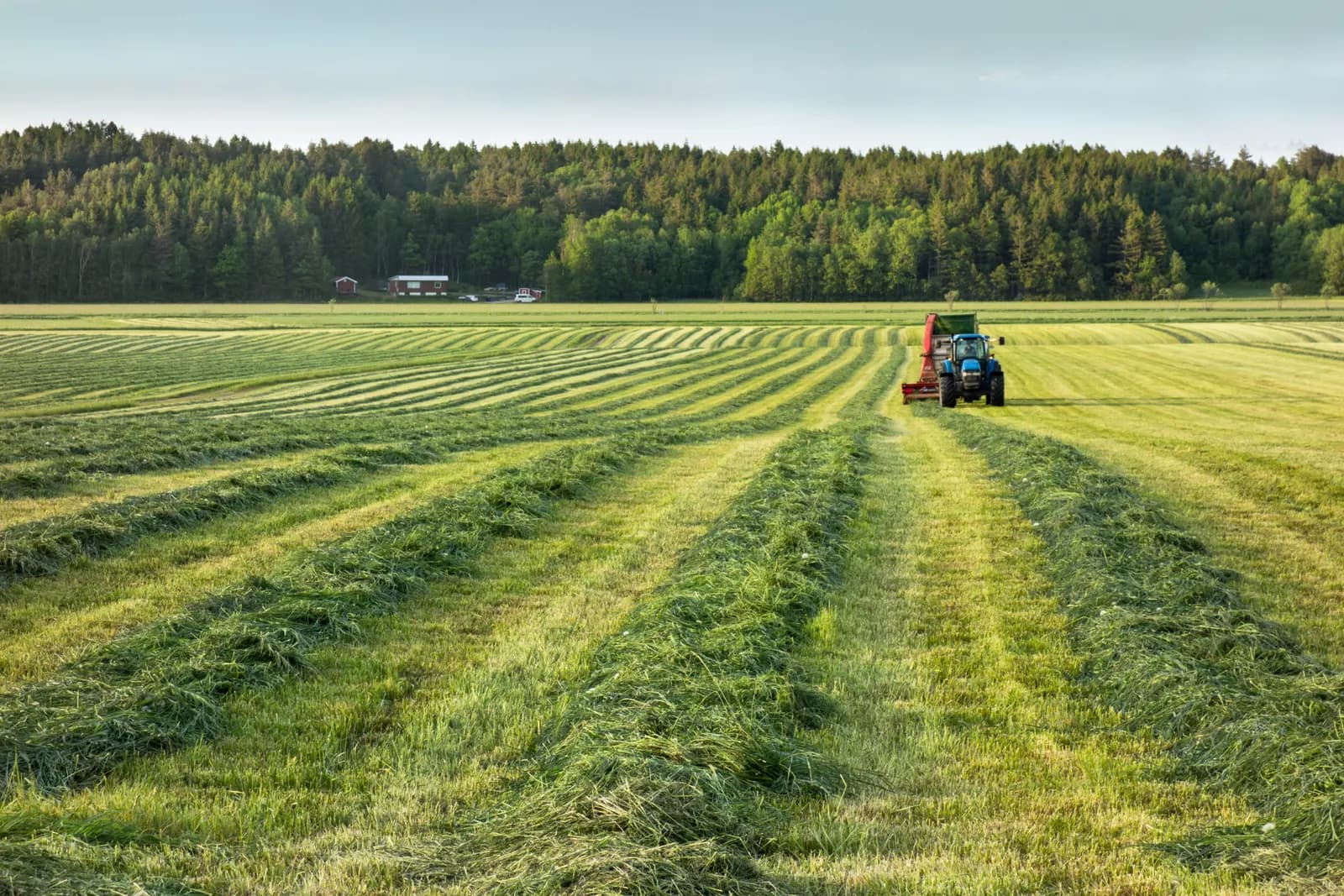 Tractor working beside rows of cut silage in a farm field