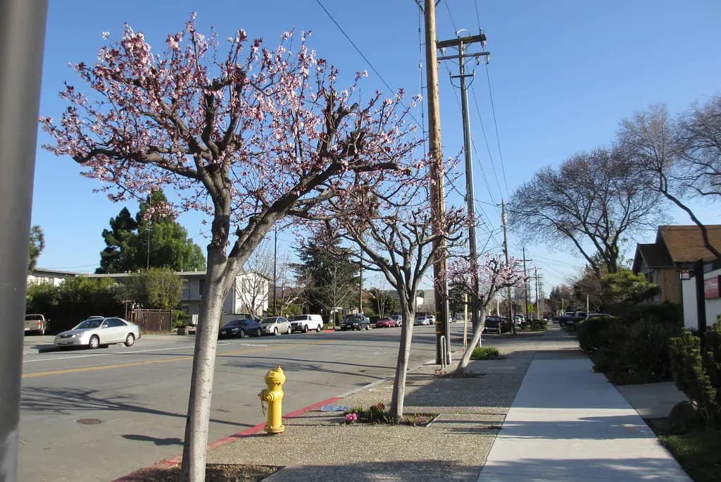A tree-lined residential street with houses and parked cars in San Jose's Japantown