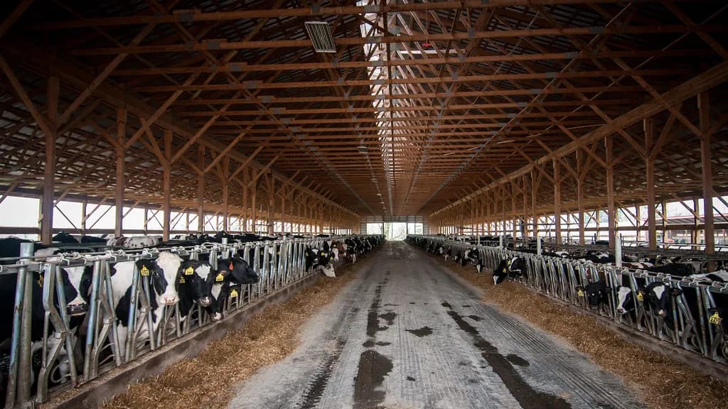 Rows of dairy cows feeding in a long free-stall barn on a Pennsylvania family farm
