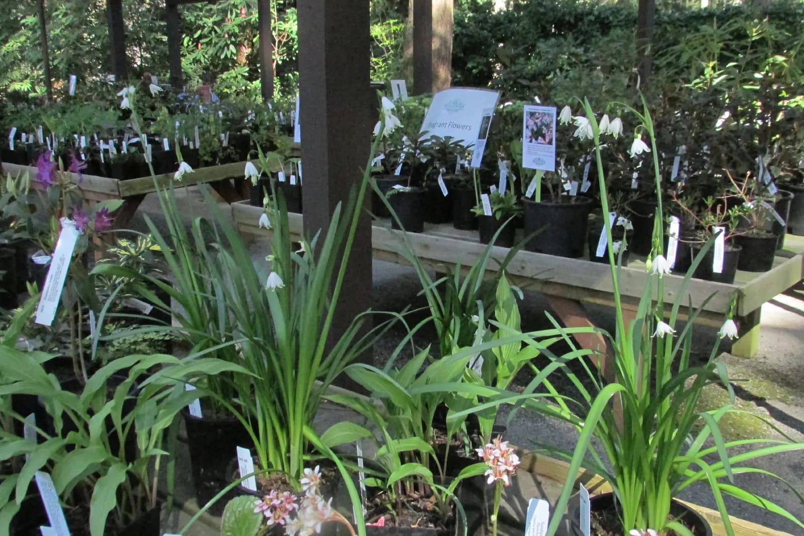 Potted plants with price labels lined up on benches at a garden plant sale