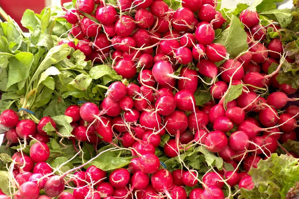 Bunches of freshly harvested radishes at the Dane County Farmers' Market in Madison