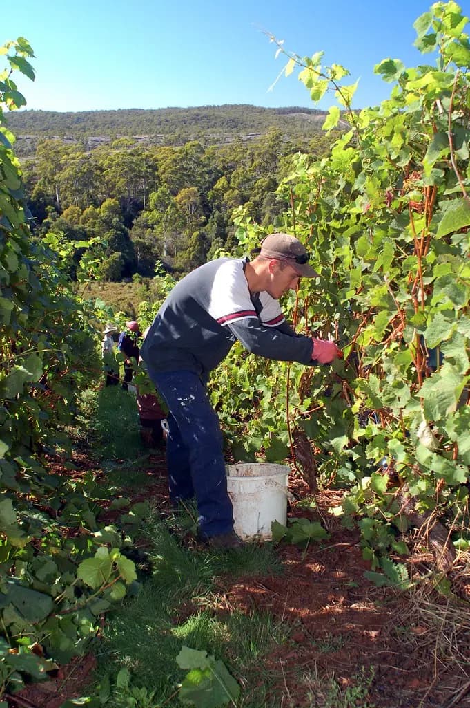 Grape harvest under way in rows of vines at a vineyard in northern Tasmania