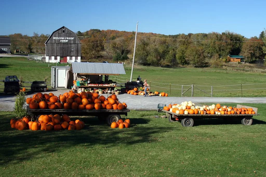 Pumpkins and squash for sale on wagons at a farm stand in Foxboro, Ontario, with a barn and autumn trees behind