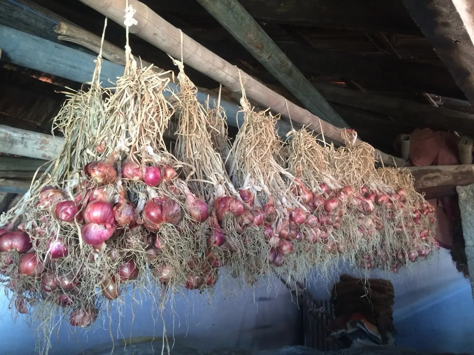 Bunches of red onions hung from wooden rafters to dry in a farm storage shed