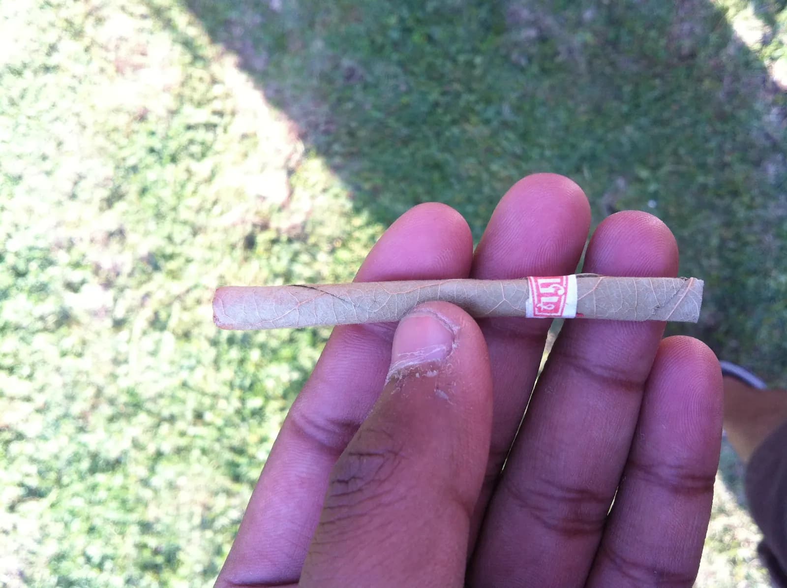 A single beedi — tobacco rolled in a tendu leaf and tied with thread — held between fingers