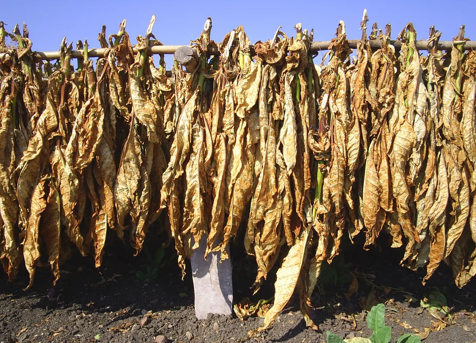 Harvested tobacco leaves hung on a pole to dry in a field in Nellore district, Andhra Pradesh