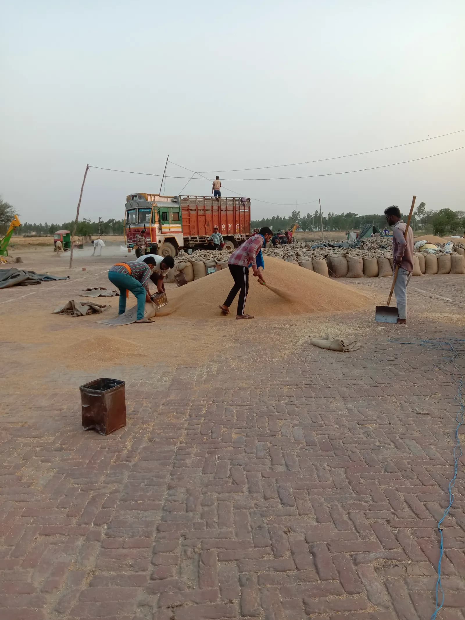 Labourers heaping and bagging grain on an open mandi yard with a loaded truck behind them