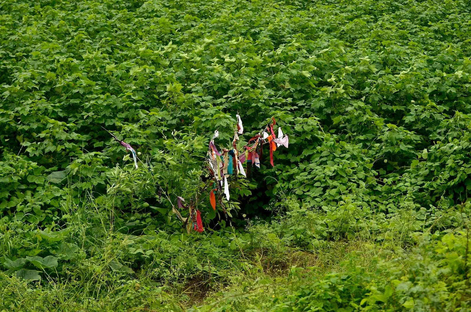 Rows of cotton plants with open white bolls in a farm field in Perambalur district, Tamil Nadu