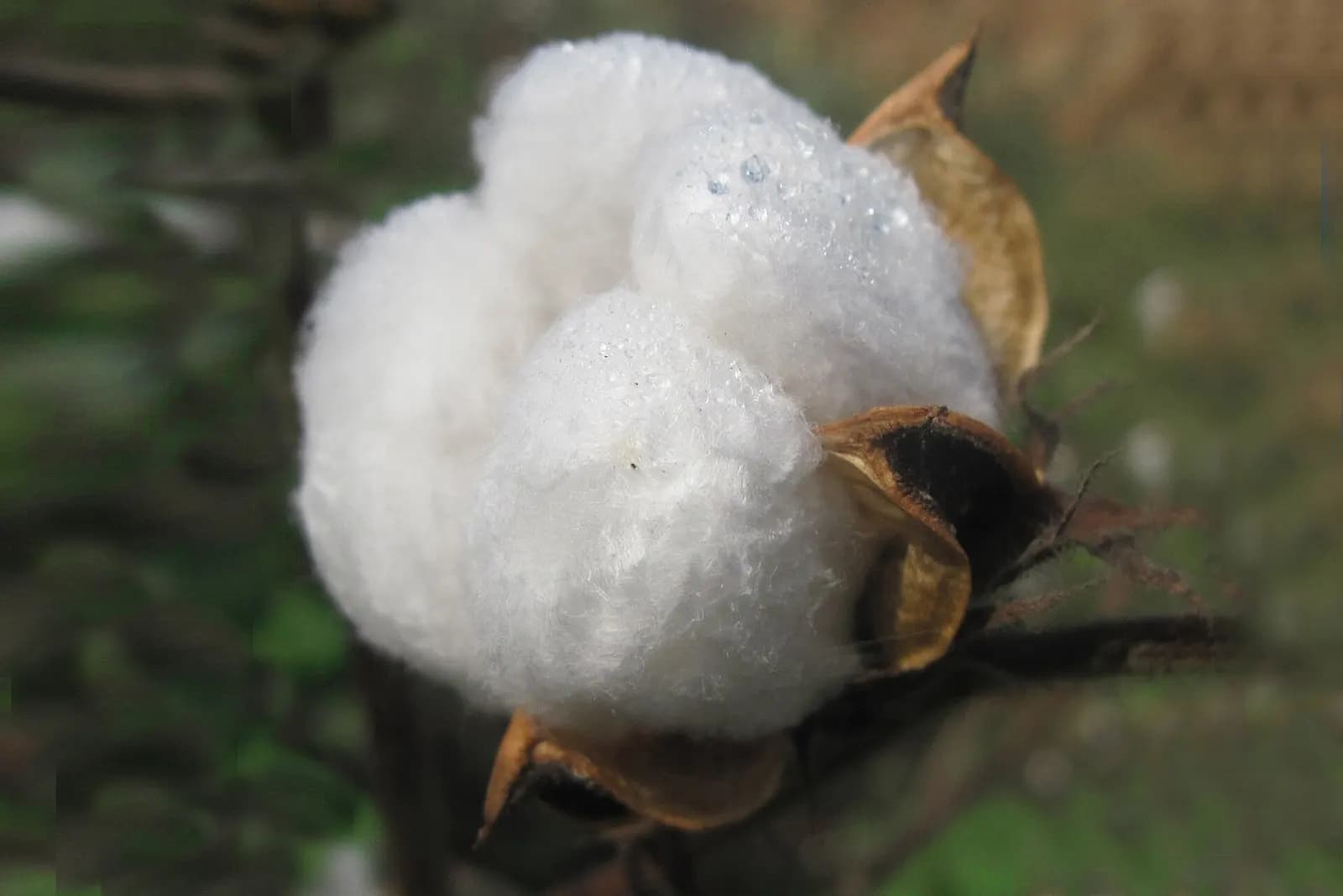 An open cotton boll with white fibre ready for picking on a plant in Andhra Pradesh