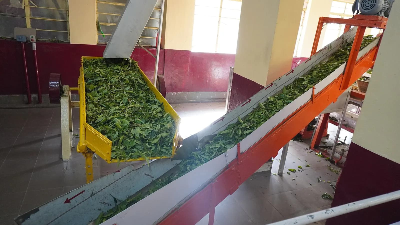 Fresh green tea leaves moving along a conveyor from a withering trough in a tea processing unit in Munnar, Kerala