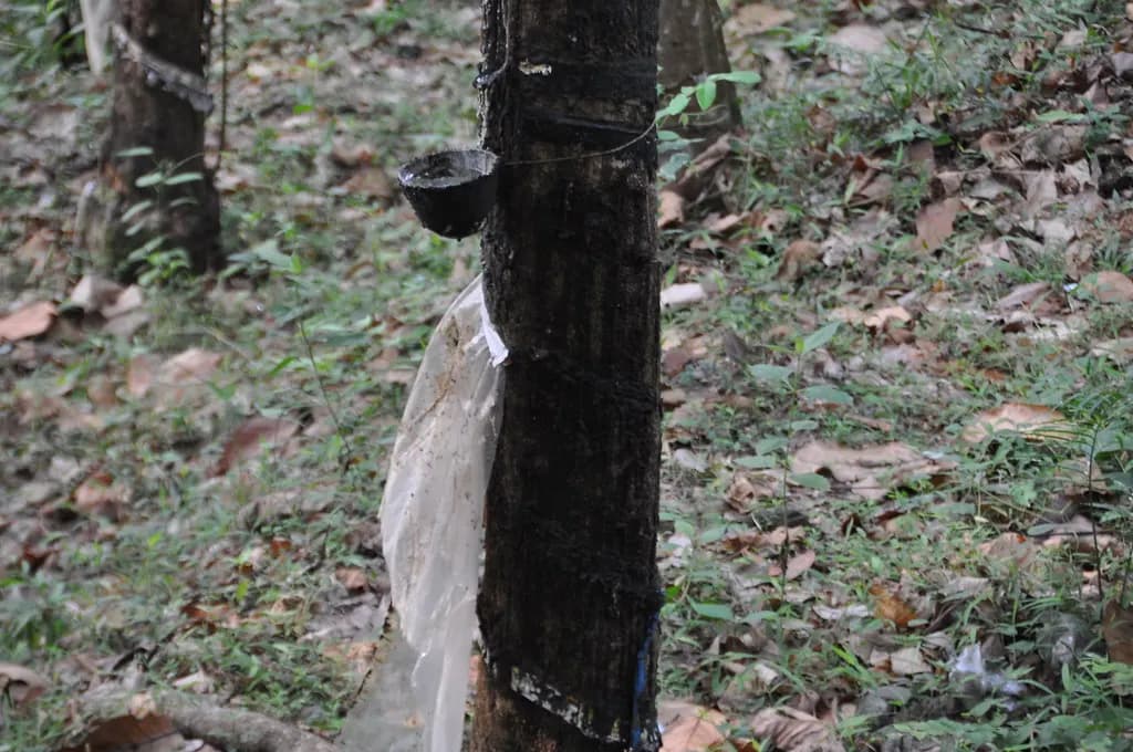 A tapped rubber tree with a cup collecting latex on a plantation