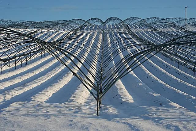 Rows of white polytunnels for soft fruit on farmland at Kinfauns in Perthshire, with hills behind